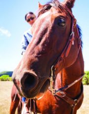 Private ranch Maui Ilima Loomis Hawaii